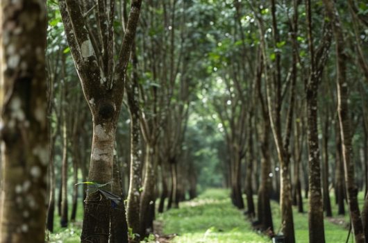 Plantation and Maintenance