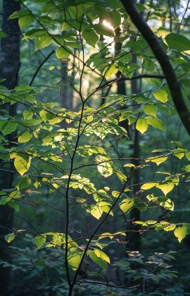 StockCake-Sunlit Forest Leaves_1722242435